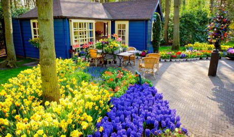 Urlaub Niederlande Reisen - Tulpenblüte in Holland – Blumenkorso,  ein Meer aus Blumen und Farben
